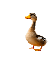 duck